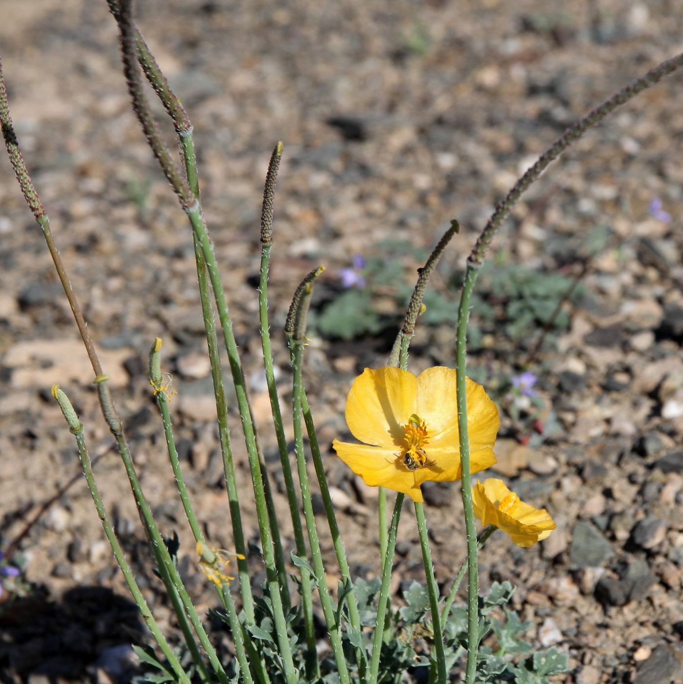 23 Gele hoornpapavers bevolken met name arme gronden zoals je ze tegenkomt op de steppe. © Sabine Ongenae