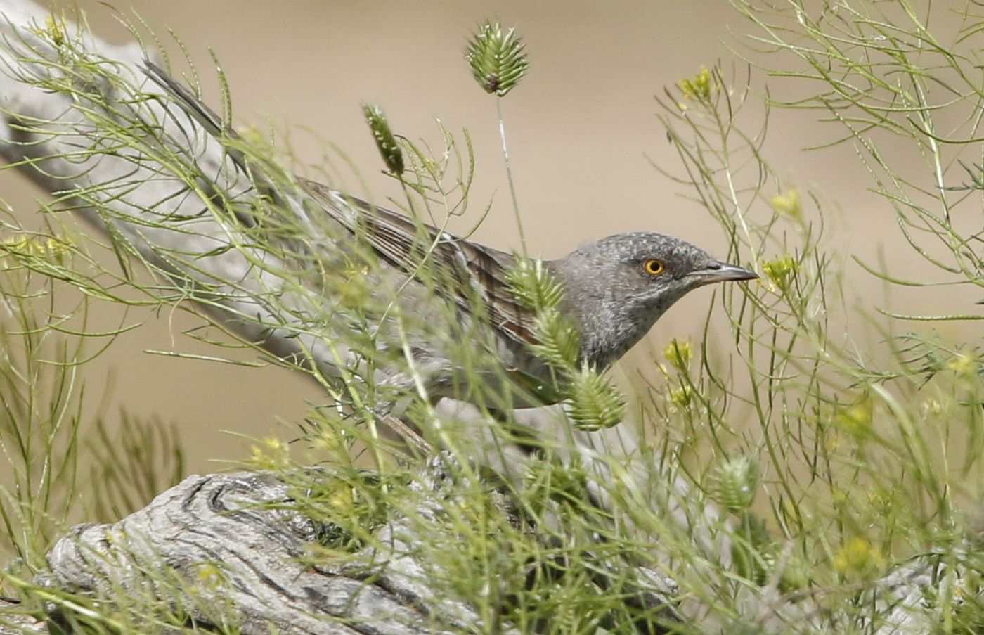 252 Een adult mannetje sperwergrasmus sluipt door de vegetatie. © Erwin Hoebrechts