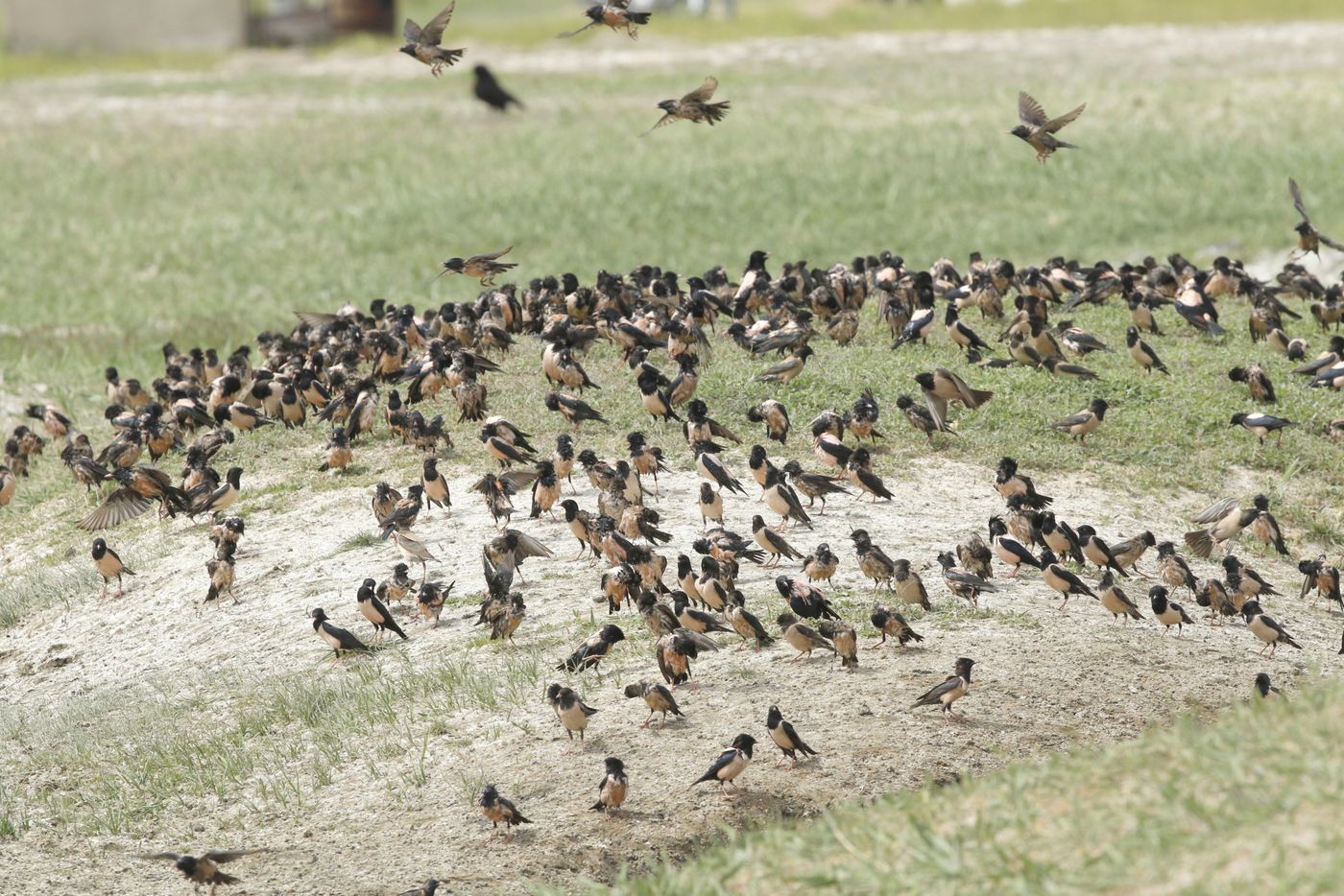258 De steppen worden jaarlijks overspoeld door zwermen roze spreeuwen, vaak met een invasieachtig voorkomen. © Erwin Hoebrechts