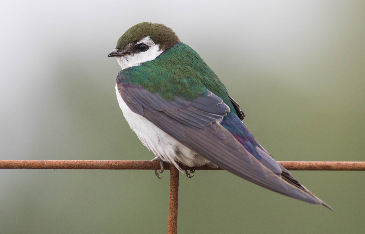 Violet-green swallows vertrekken in september als eerste soort weer naar het zuiden. © Joachim Bertrands