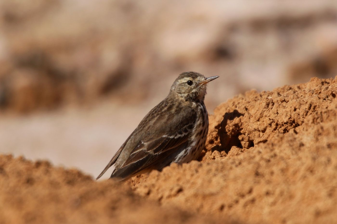 Le pipit farlousane (ssp japonicus ici) hiverne également de manière rare mais régulière en Israël © Noé Terorde