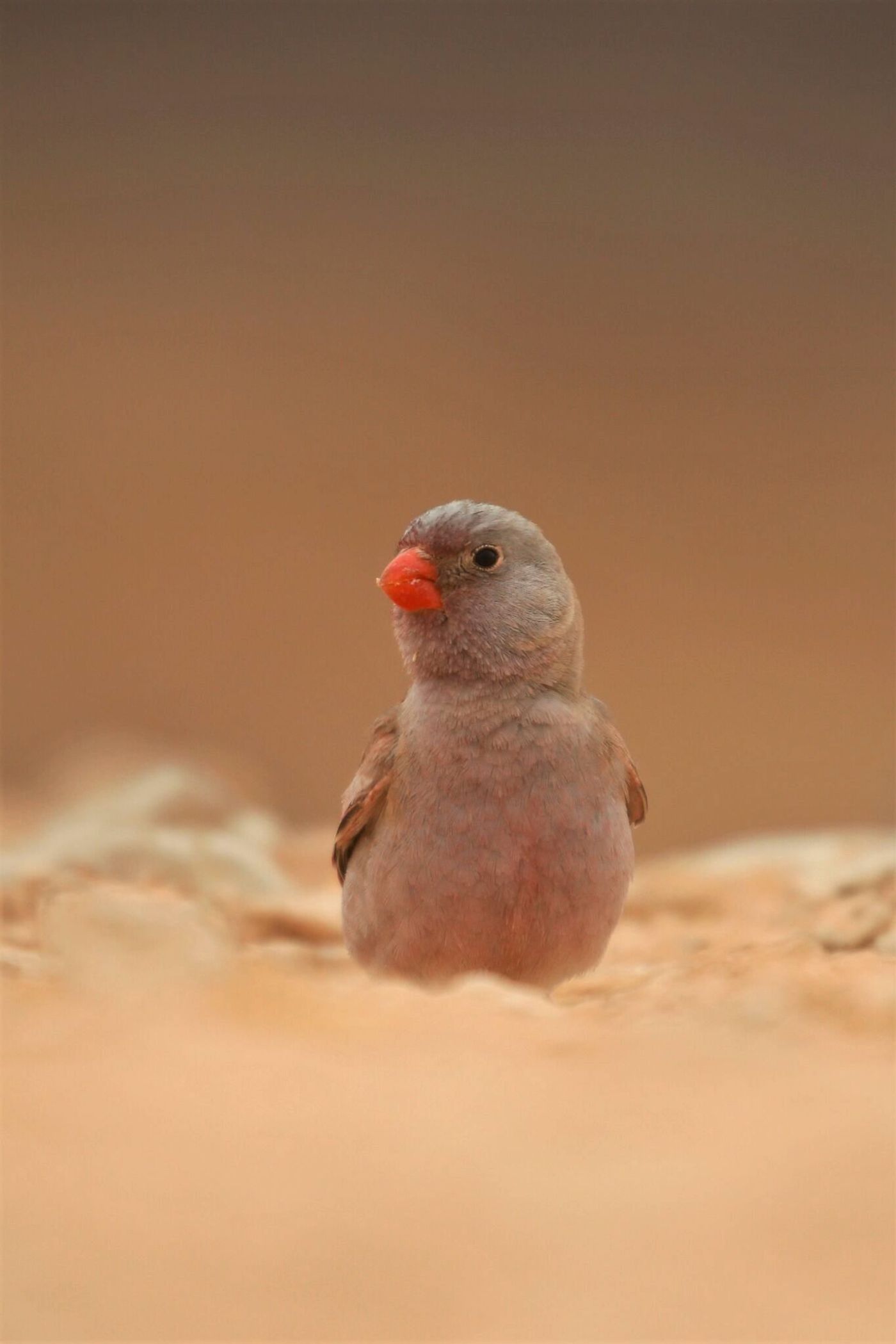 En période de nidification, le bec du mâle de roselin githagine est d'un rouge-orange intense ! © Noé Terorde