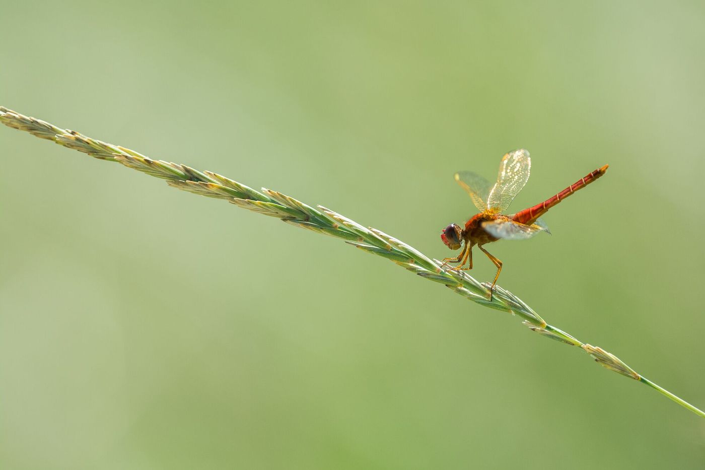 Mai coïncide aussi avec l'apparition de nombreuses libellules