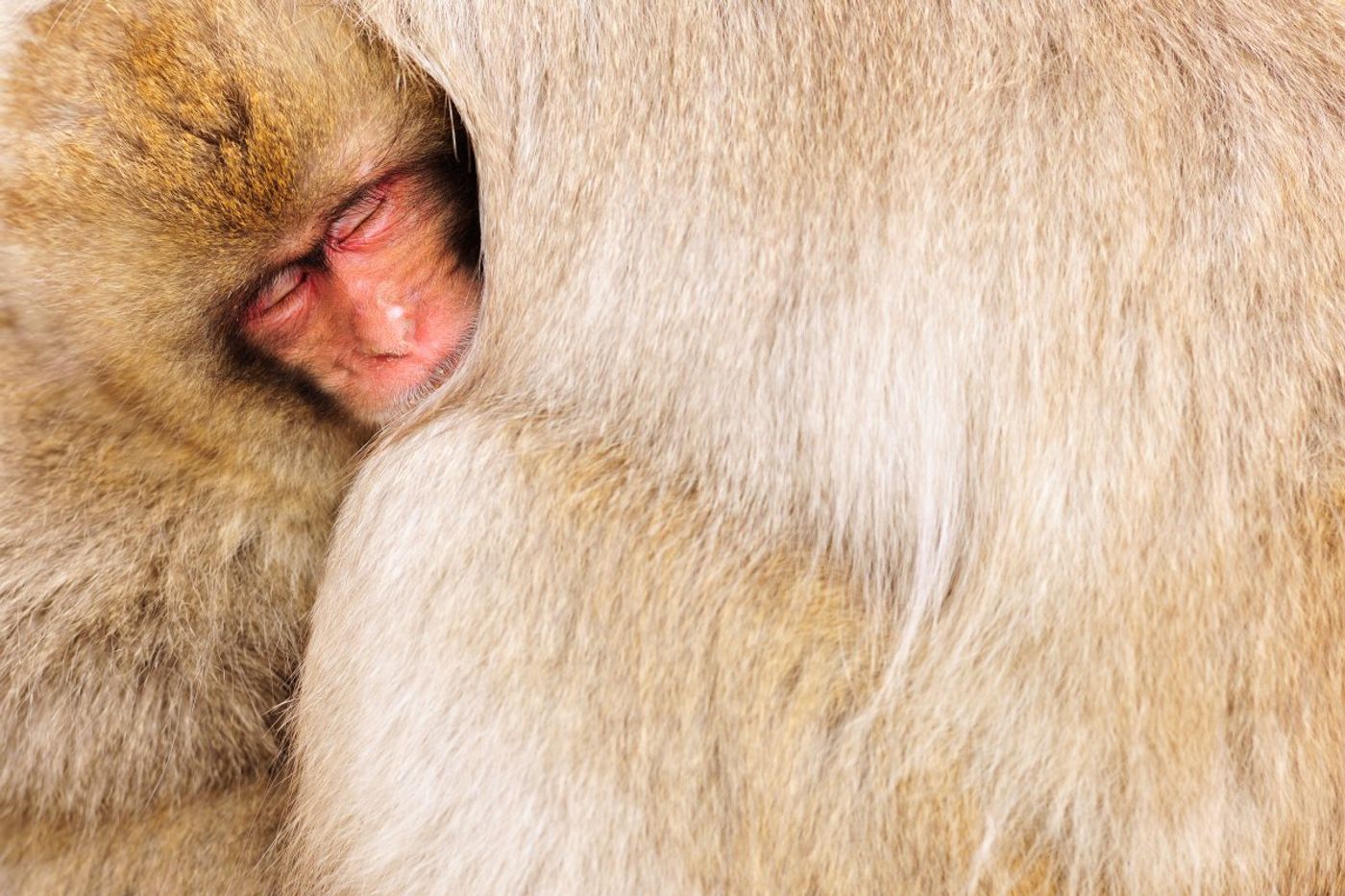 Een jonge makaak zoekt naar warmte bij de moeder. © Yves Adams