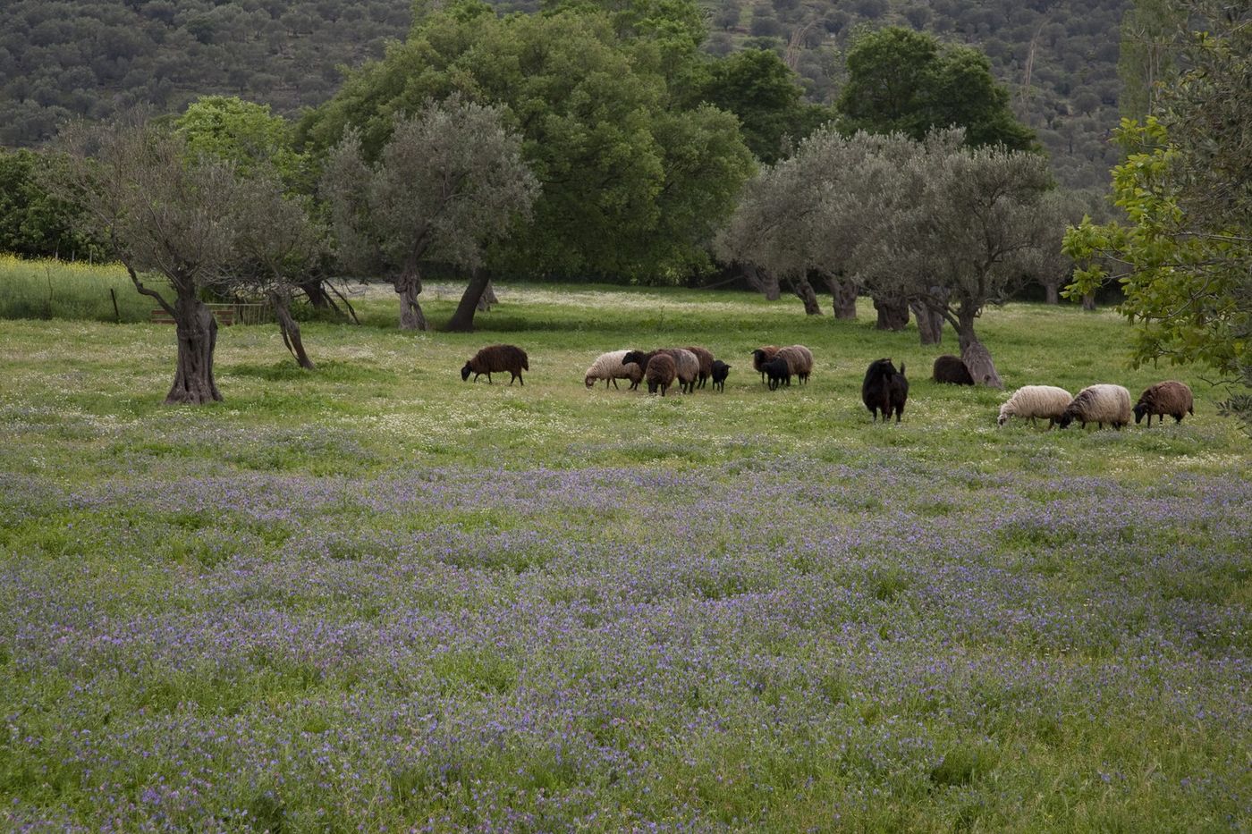 La diversité de milieux est incroyable sur l'île, comme en témoignent ces oliviers dans des prairies fleuries © Patrick Keirsebilck 