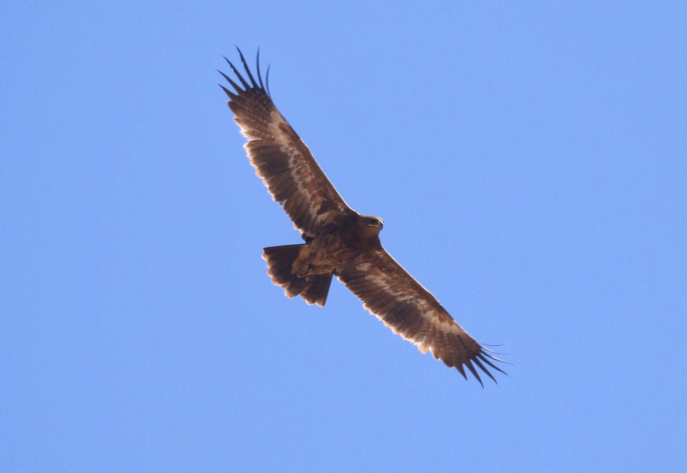 Le jeune aigle des steppes se distingue facilement grâce à la large bande blanche dans ses couvertures sous-alaires © Noé Terorde