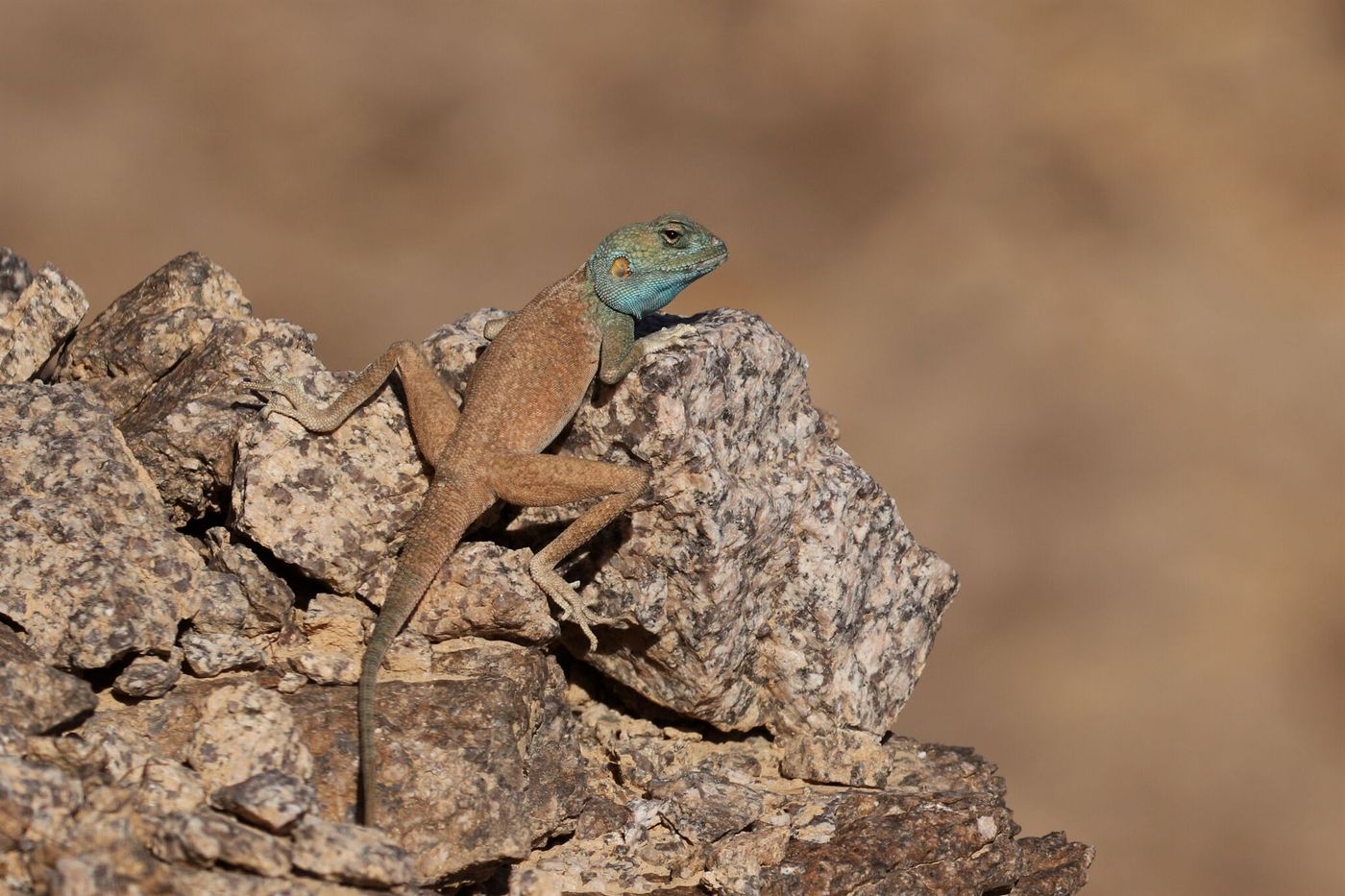 Cet agame du Sinaï est incroyablement agile dans les pentes escarpées des montagnes entourant Eilat © Noé Terorde