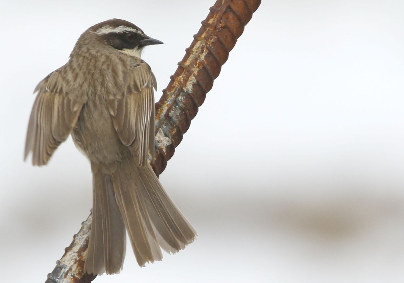 747 Brown accentor, een graag geziene specialiteit van de Altai. © Erwin Hoebrechts