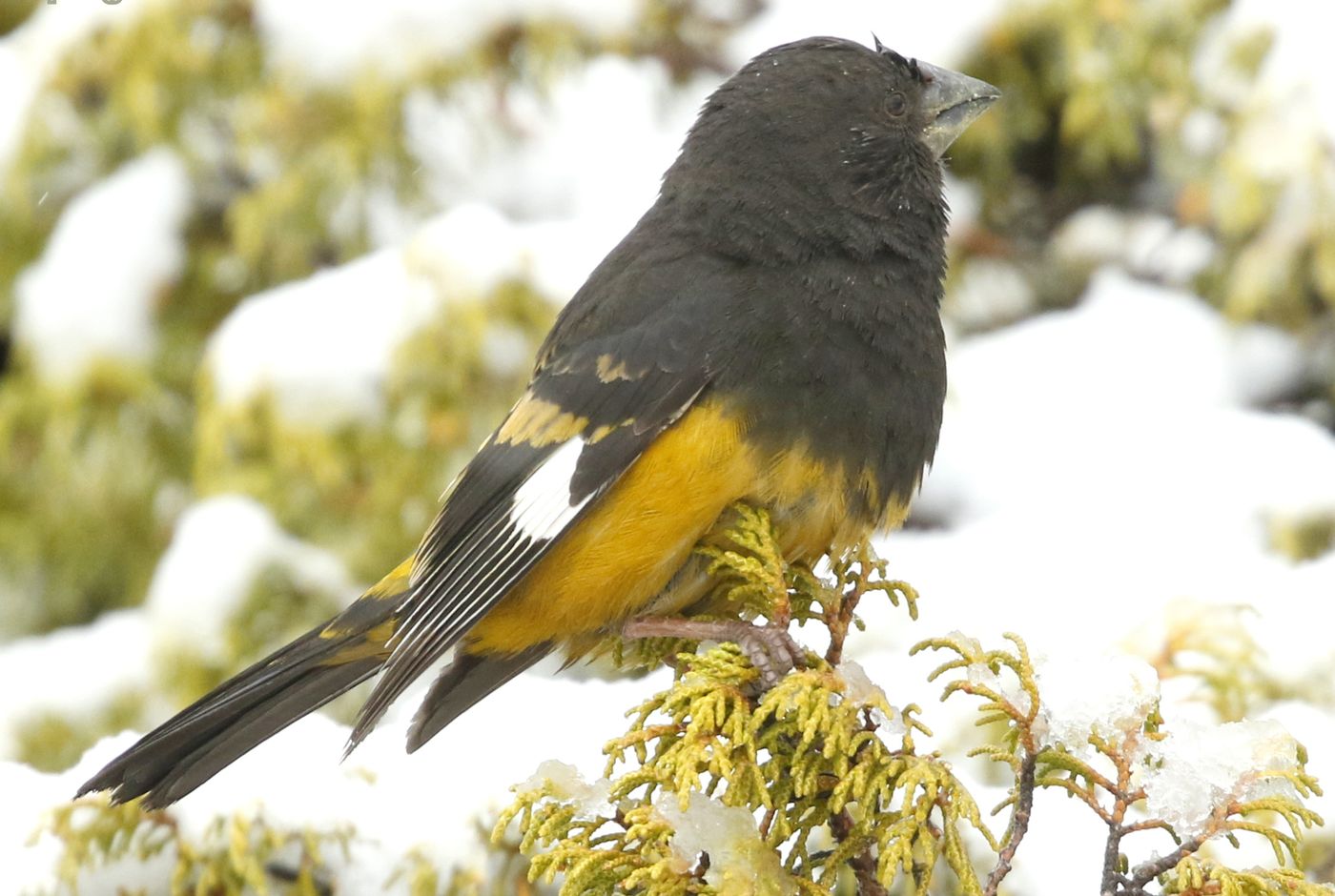 788 Een white-winged grosbeak na een ochtend met late sneeuwval. © Erwin Hoebrechts