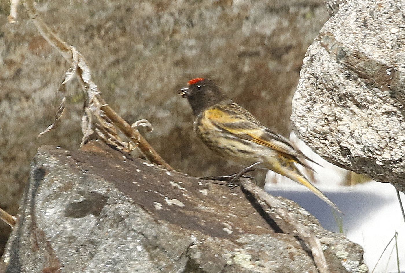 821 Een roodvoorhoofdkanarie liet zich bekijken tijdens ons bezoek aan de Altai. © Erwin Hoebrechts