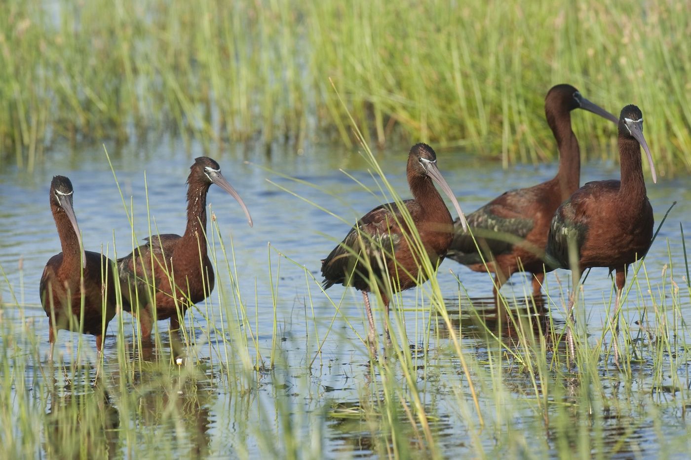 Een groepje foeragerende zwarte ibissen. © Patrick Keirsebilck 