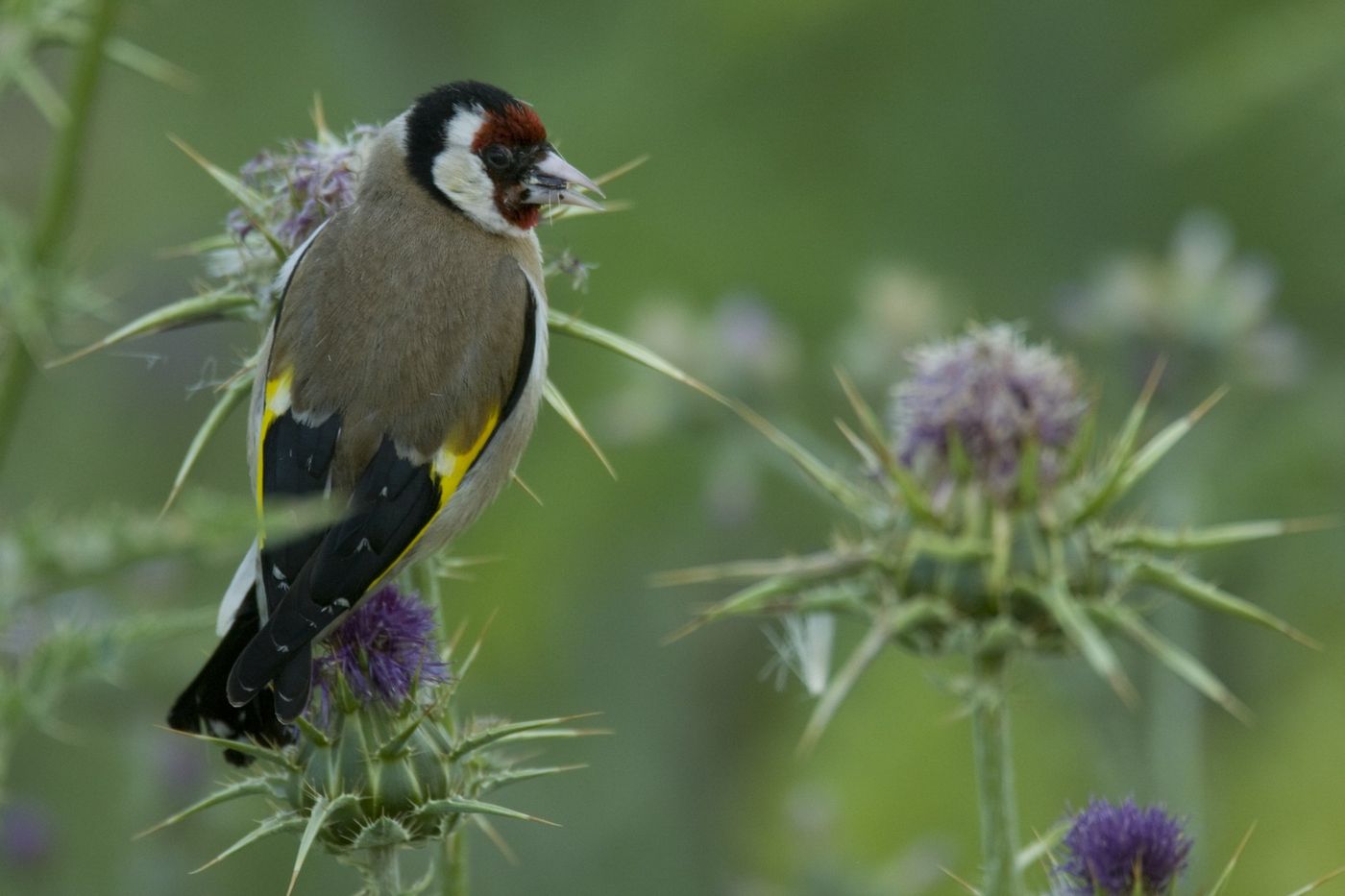 Putters zijn hier nog algemeen en vinden grote hoeveelheden voedsel in de vorm van een groot aanbod aan composieten. © Patrick Keirsebilck 