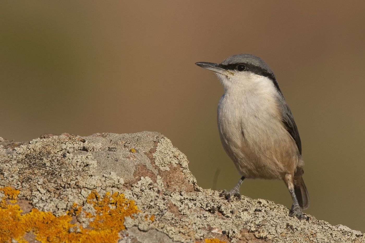 Een rotsklever op een met korstmossen begroeide ondergrond. © Patrick Keirsebilck 