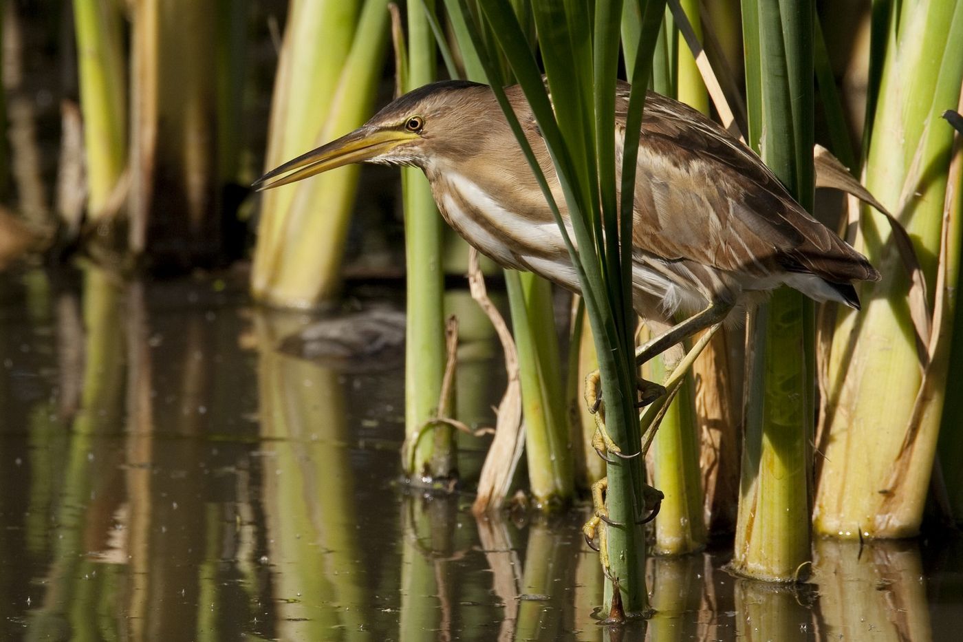 Een vrouwtje woudaap loert naar kleine visjes van uit de rietkant. © Patrick Keirsebilck 