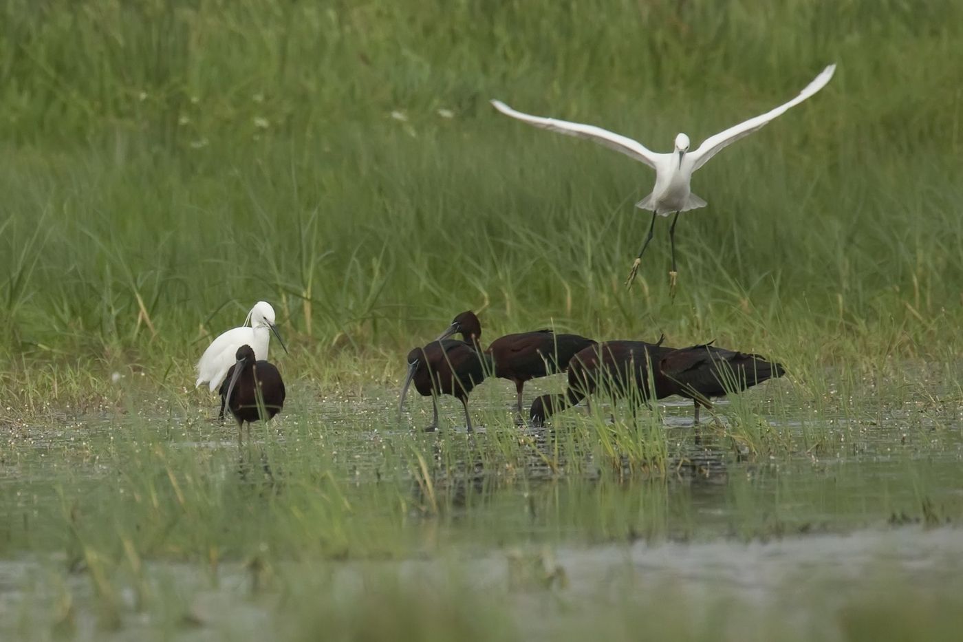 Een gemengd groepje zwarte ibissen en kleine zilverreigers foerageert rustig in het water. © Patrick Keirsebilck 