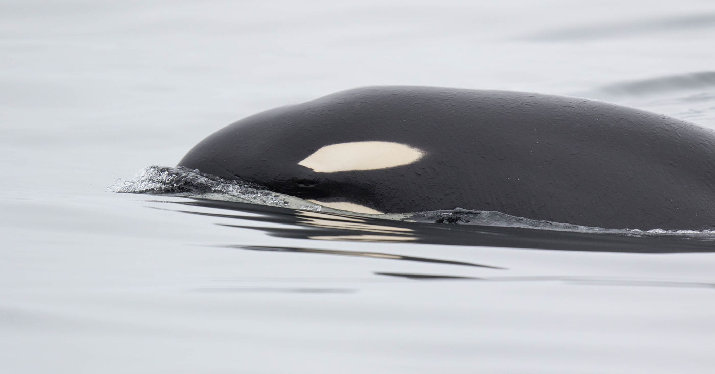 Oogcontact met een orka. © Iwan Lewylle