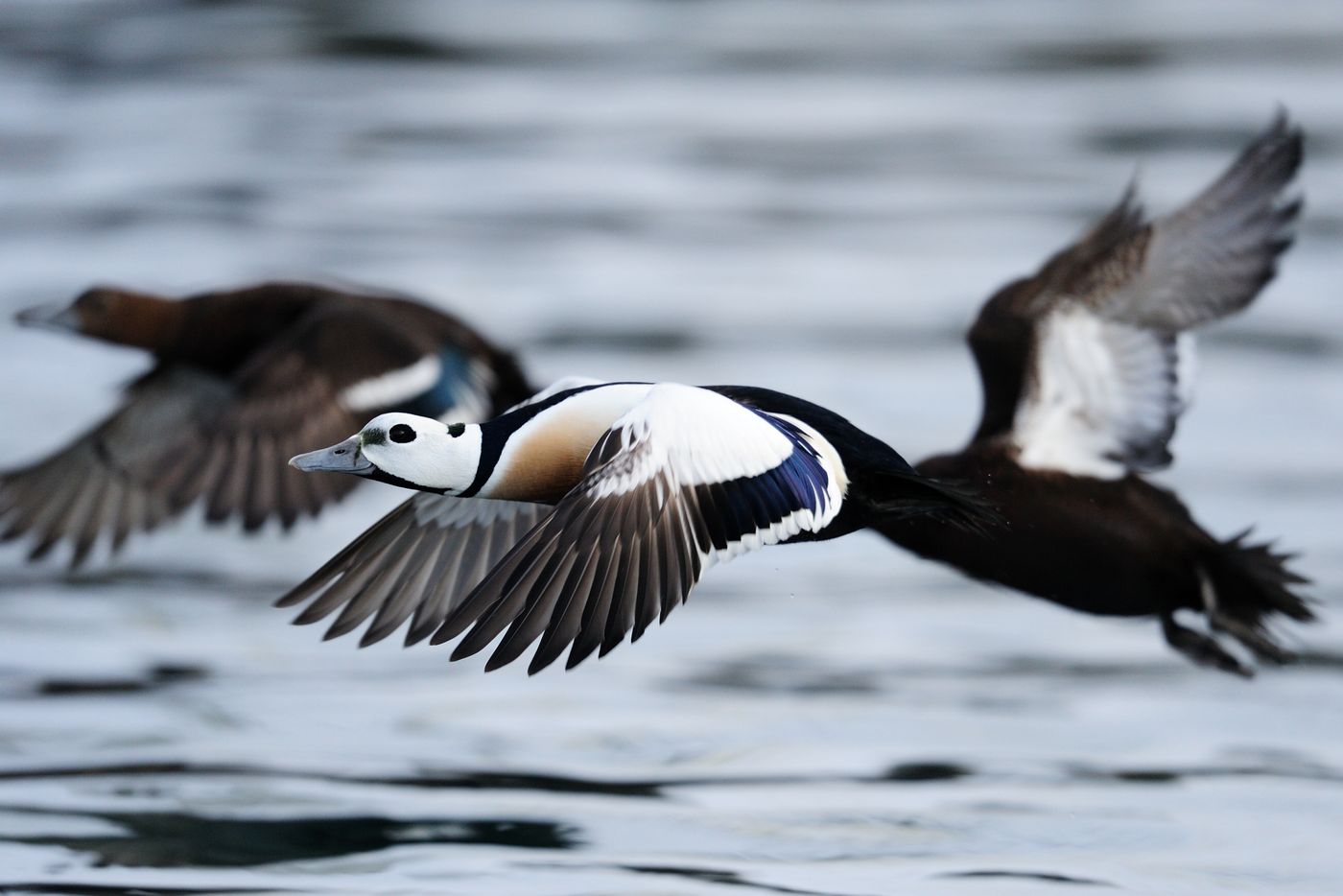 Deze reis kadert volledig in de zoektocht naar de Stellers eider! © Yves Adams