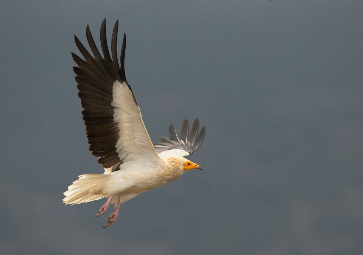 Een aasgier met contrasterend wit-zwart verenkleed. © Rudi Debruyne