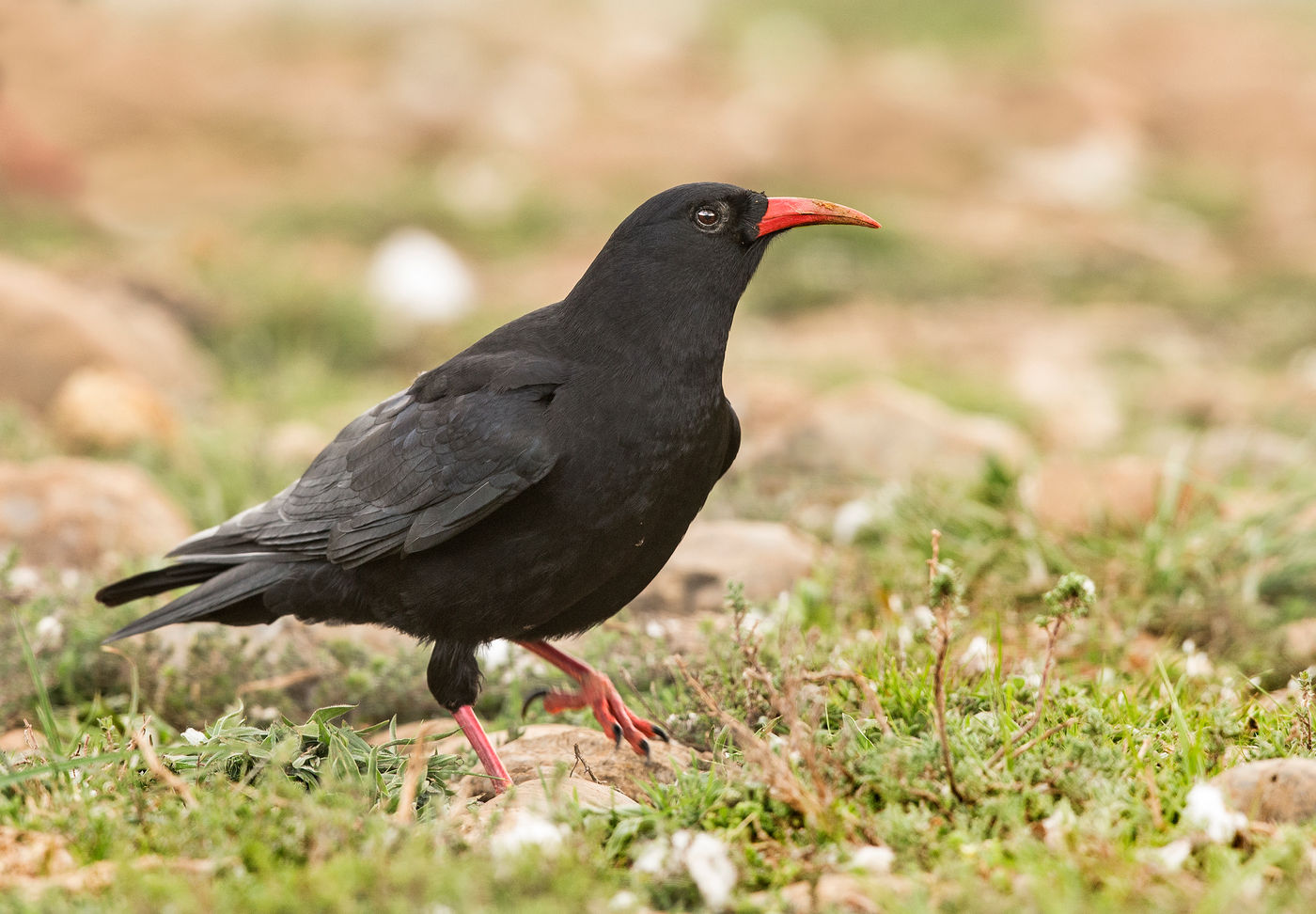 Le crave à bec rouge peut aussi faire son apparition devant l'affût © Rudi Debruyne