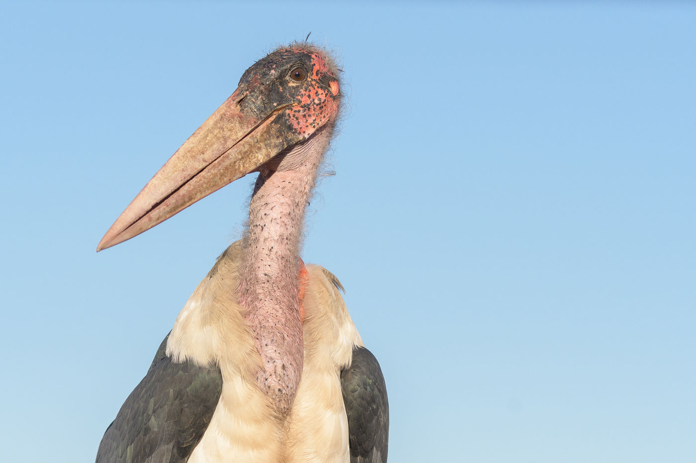 Een maraboe kijkt ons statig aan. Het zijn echte aaseters en 'de gieren' onder de reigerachtigen. © Jeffrey Van Daele