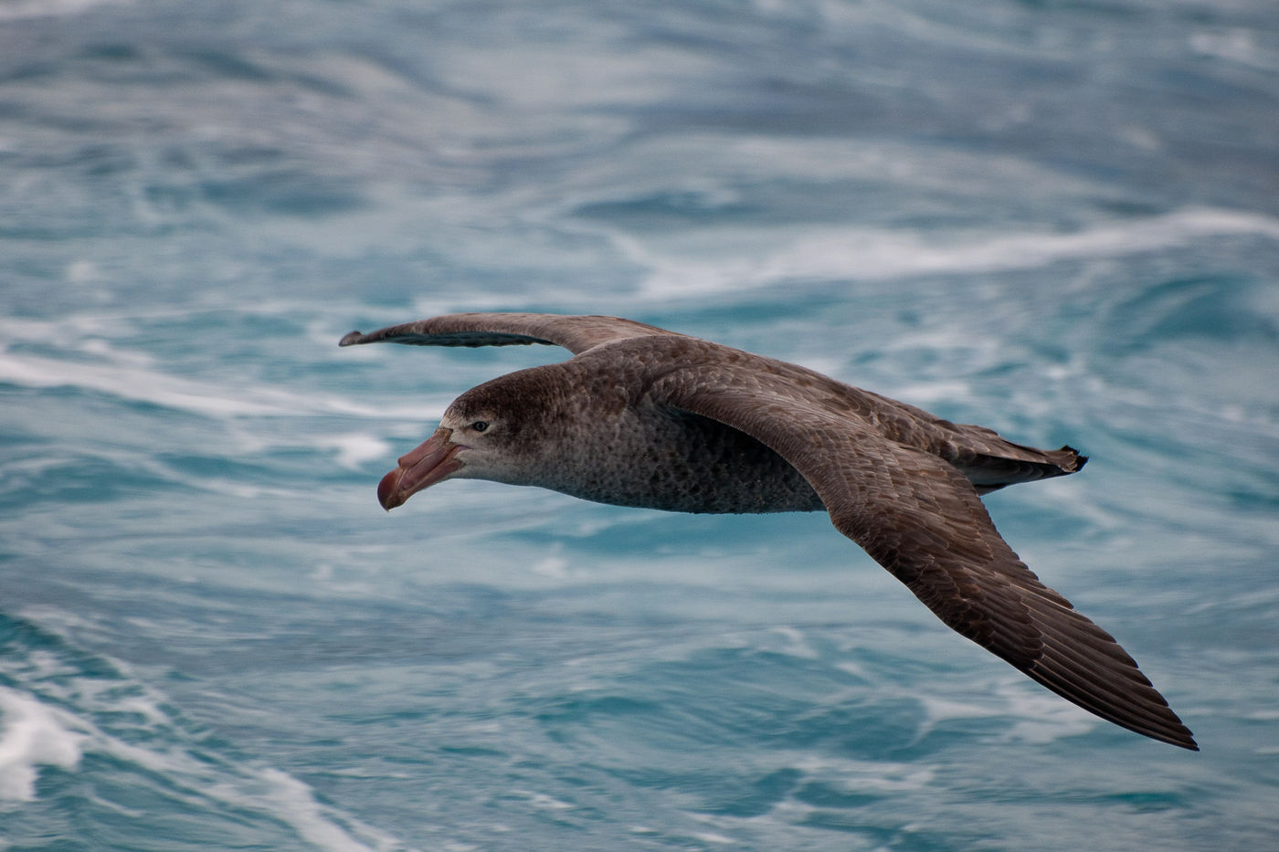 Un Northern giant petrel suit notre navire en Géorgie du Sud. © Frederik Willemyns 