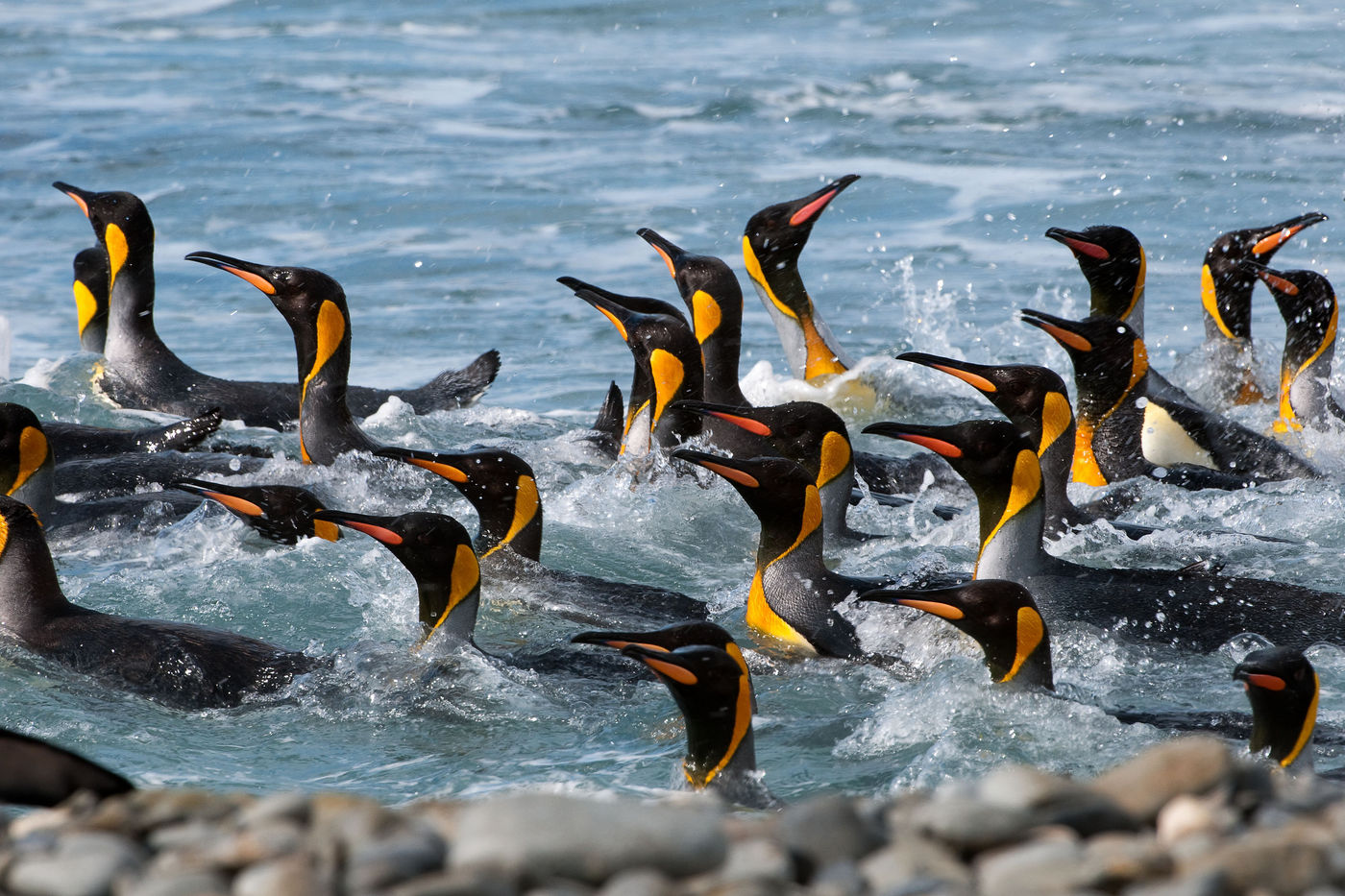 King penguins dans les vagues, Géorgie du Sud. © Frederik Willemyns 