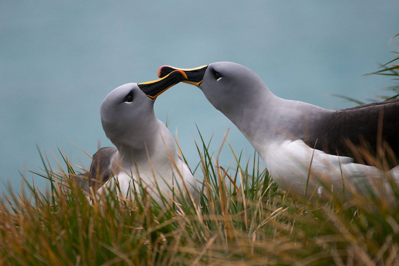 Moment de douceur chez les grey-headed albatrosses, Géorgie du Sud. © Frederik Willemyns 