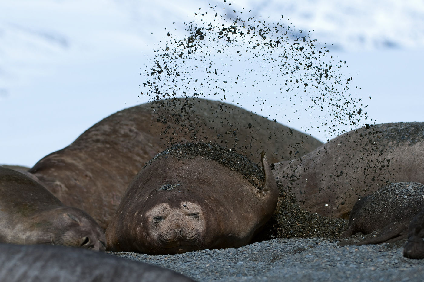Un Southern elephant seal cherche à se raffraichir. © Frederik Willemyns 
