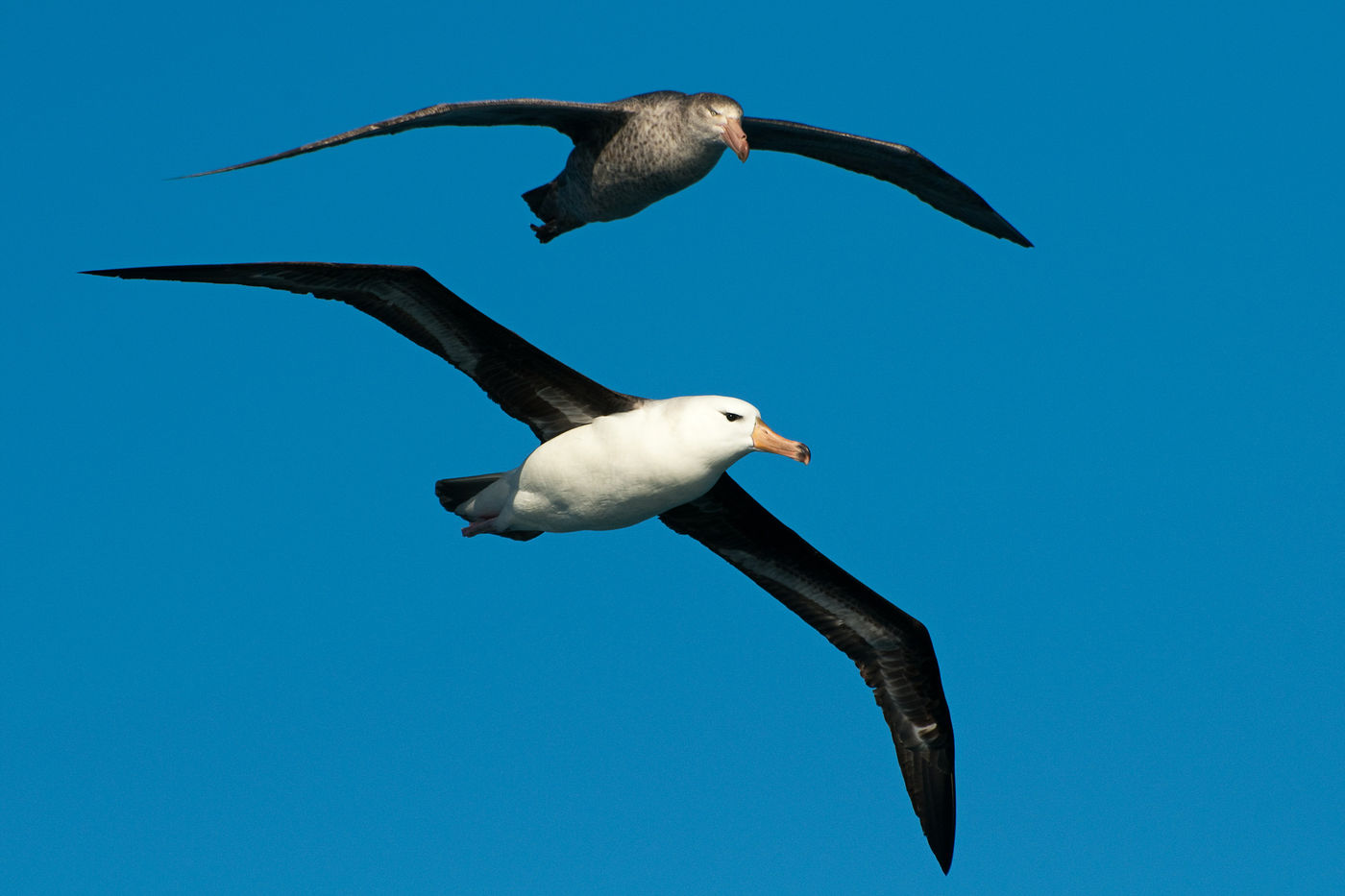 Un black-browed albatross en compagnie d'un Northern giant petrel. © Frederik Willemyns 