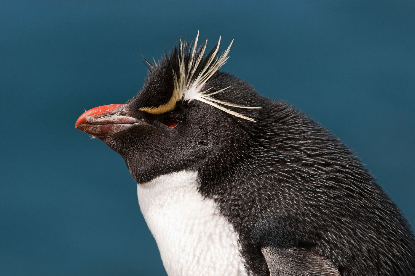 Un rockhopper penguin. © Frederik Willemyns 