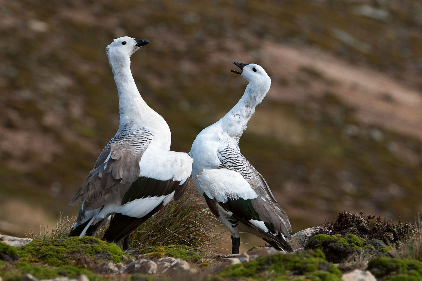 Parade entre deux mâles de upland goose sur Carcass Island. © Frederik Willemyns 