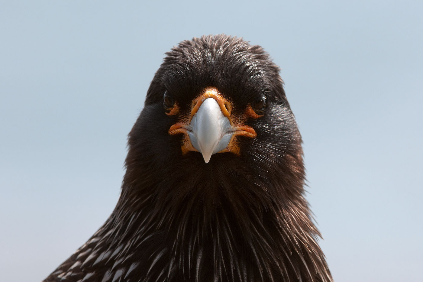 Le striated caracara s'approche parfois très près.. Yeux dans les yeux ! © Frederik Willemyns 
