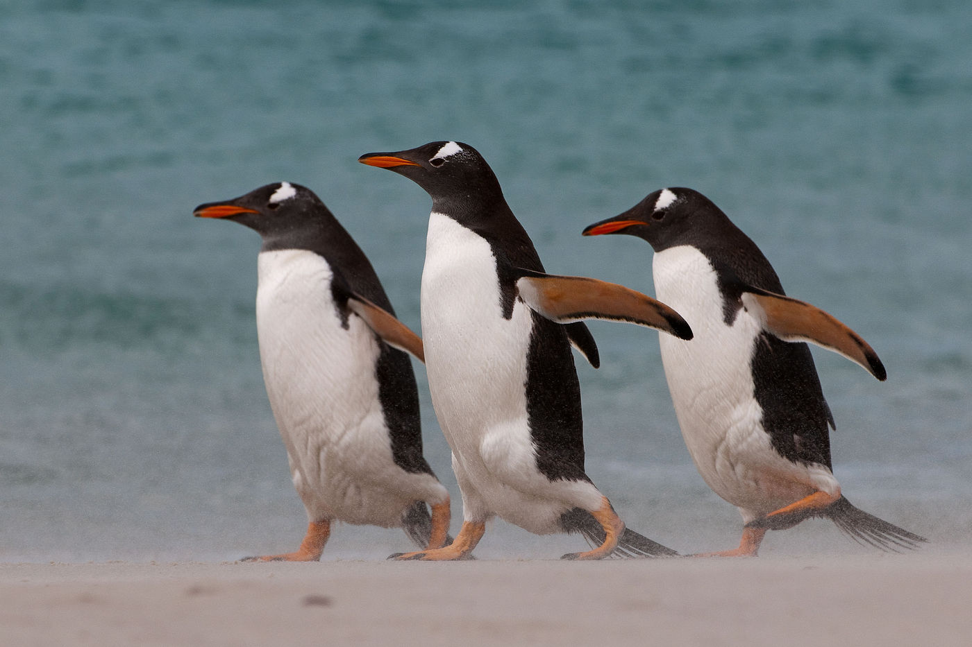 Gentoo penguins sur Carcass Island. © Frederik Willemyns 
