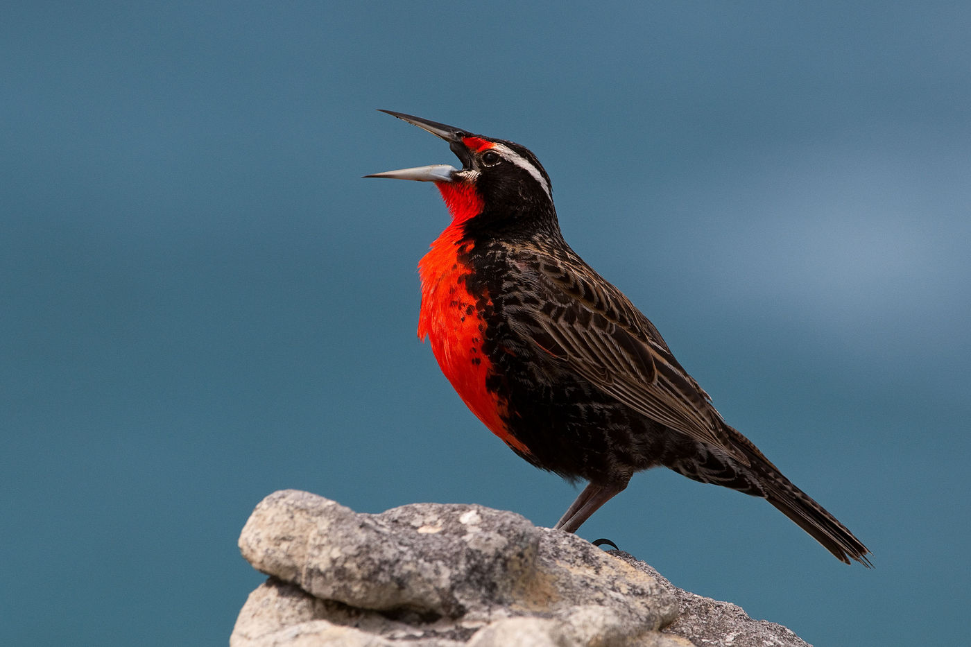 Cette long-tailed meadowlark chante à pleins poumons sur Carcass Island. © Frederik Willemyns 