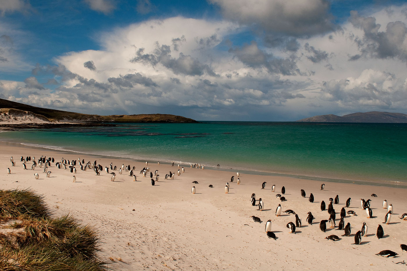 Gentoo penguins se reposat sur une plage de Carcass Island. © Frederik Willemyns 