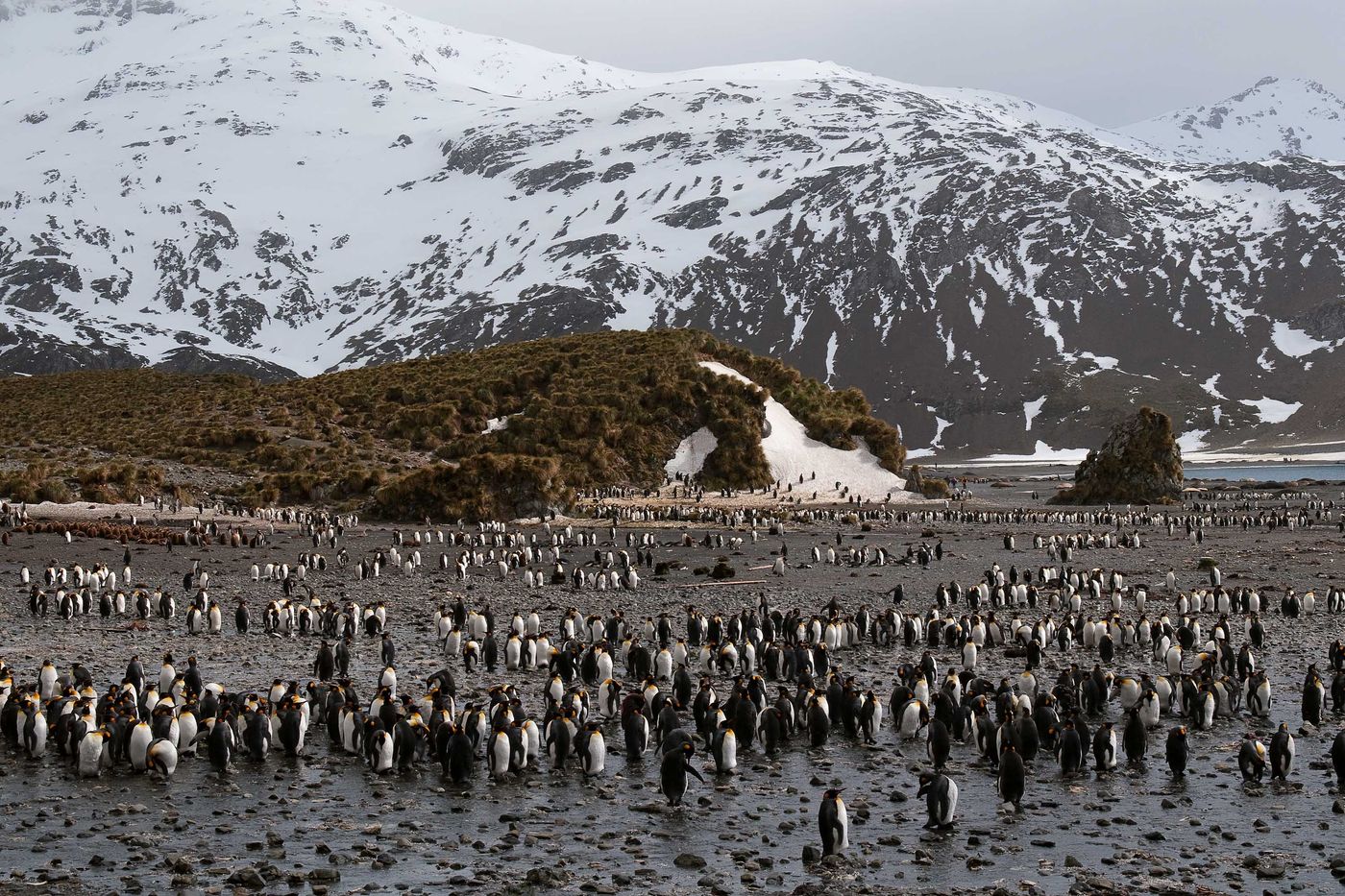 Géorgie du Sud : king penguins, montagnes et neige. © Frederik Willemyns 