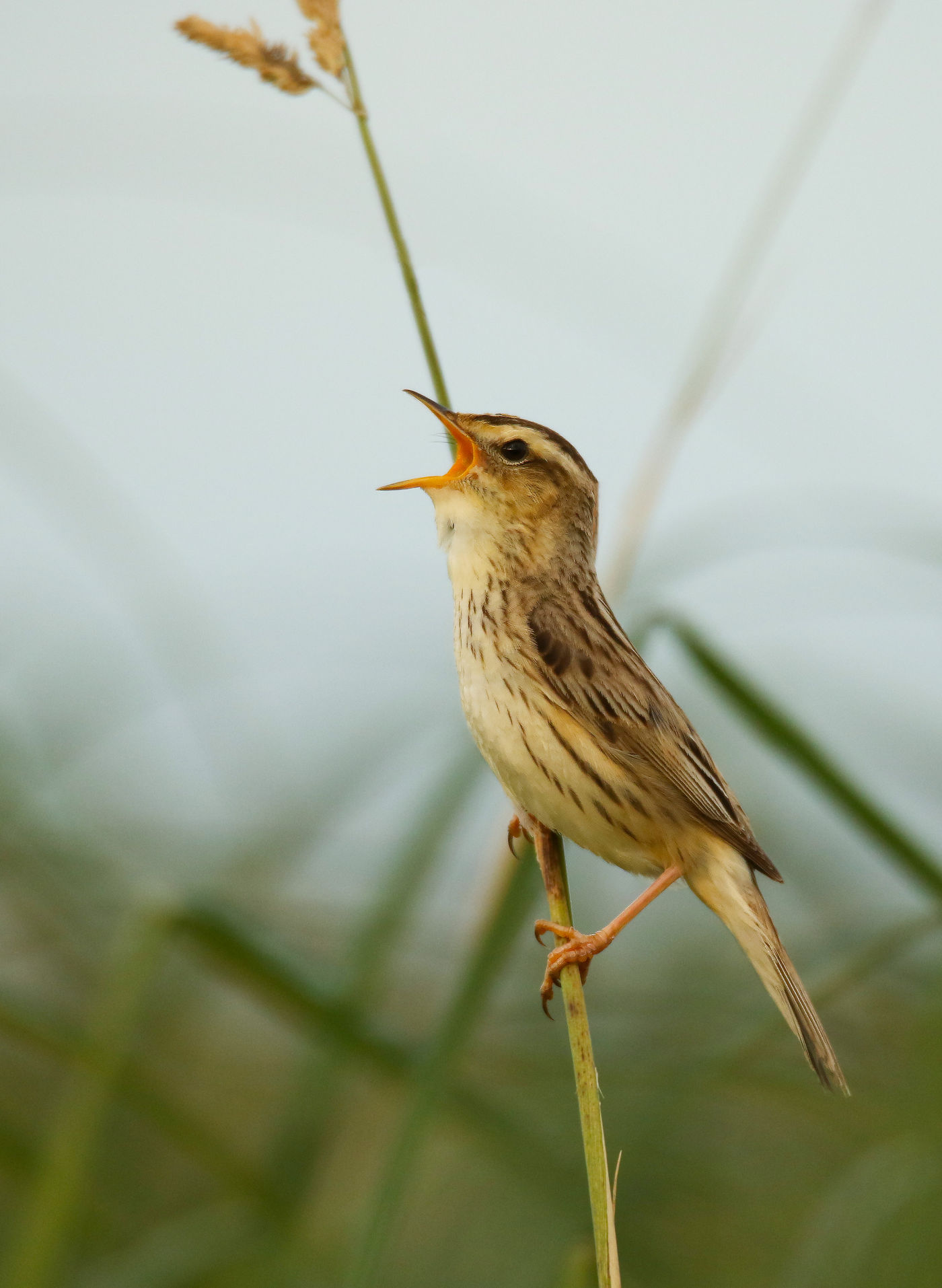 Une petite population de phragmites aquatiques niche en Lituanie. © Voyages STARLING