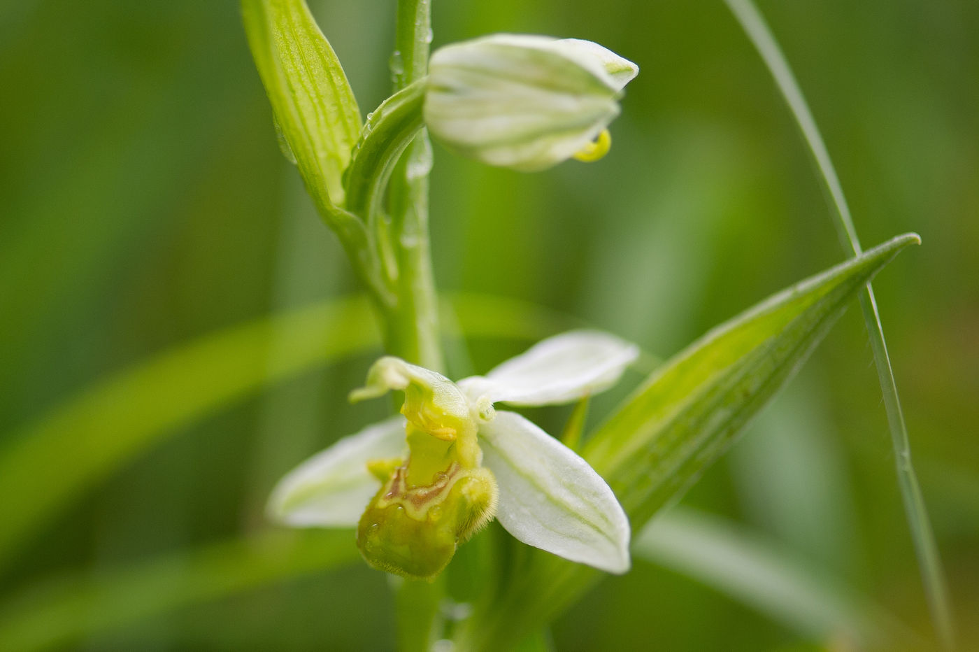 Deze gele bijenorchis was een leuke ontdekking op een vorige trip. © Billy Herman