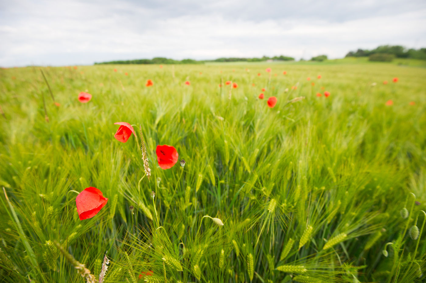 Klaprozen in een veld vol rogge. © Billy Herman