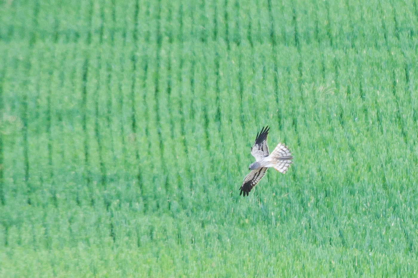 De grauwe kiekendief is hier nog gewoon een broedvogel, maar gaat helaas overal achteruit. © Billy Herman