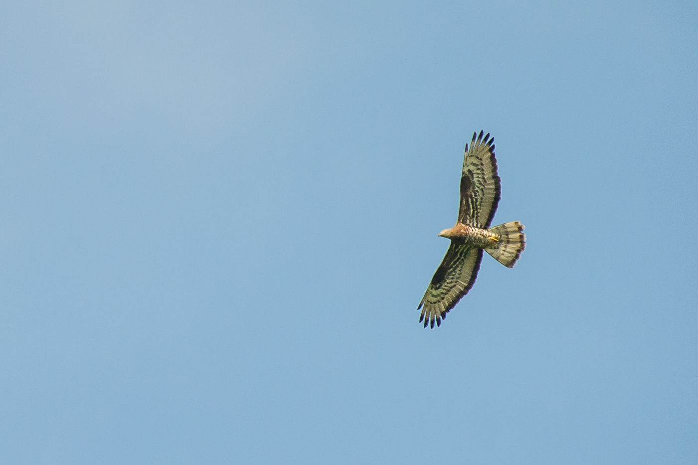 Een mannetje wespendief vliegt over het loofbos. © Billy Herman