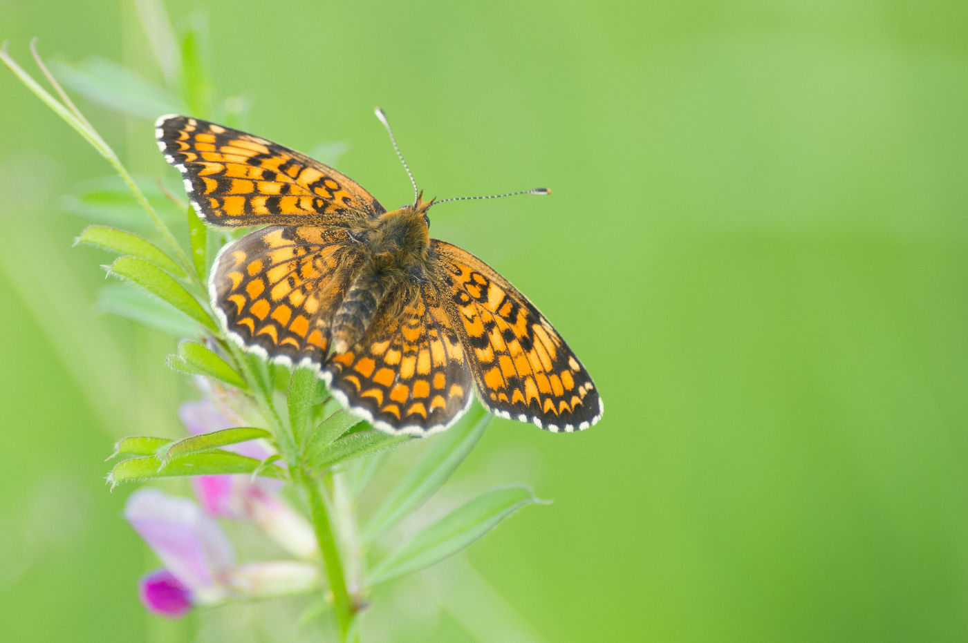 ArgonneBillyHerman (23 van 27) Het loont om een macrolens mee te nemen op deze reis. © Billy Herman