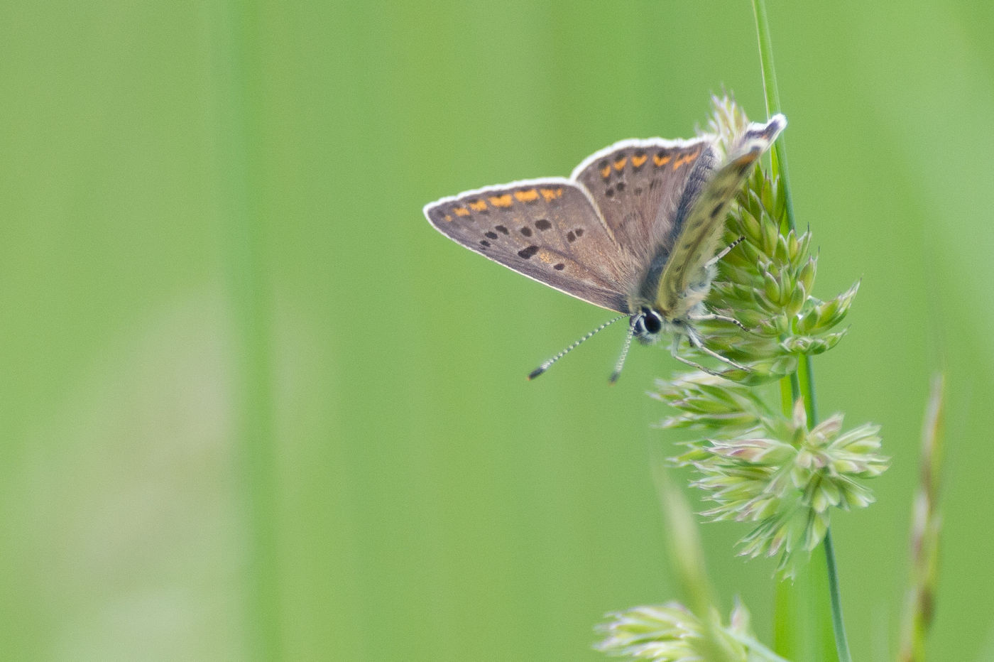 De streek kent tal van leuke vlindersoorten. © Billy Herman
