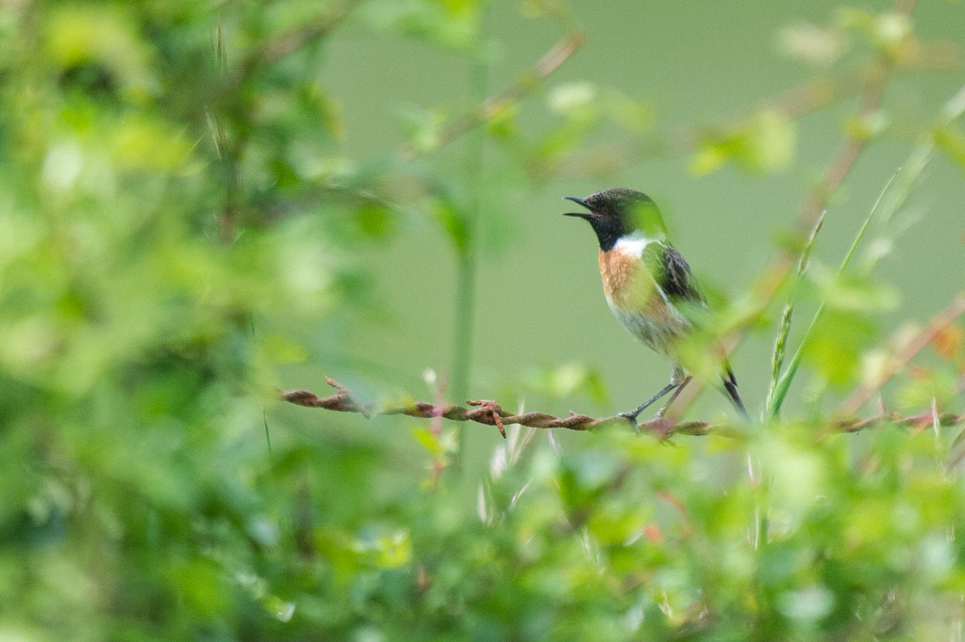 Een mannetje roodborsttapuit zingt voor z'n leven. © Billy Herman