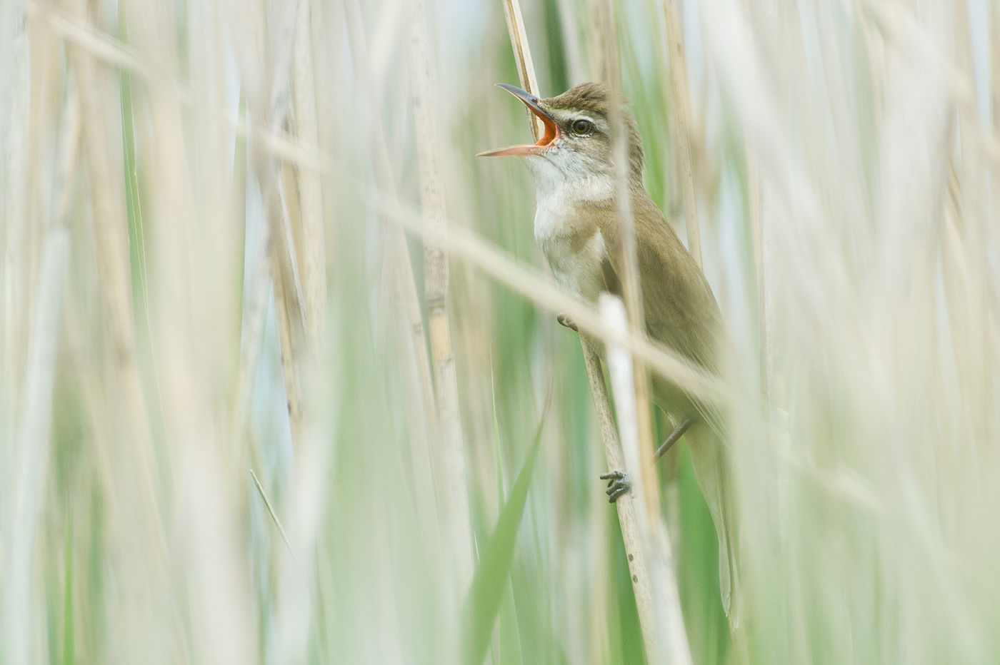 Grote karekieten zijn bij ons nagenoeg uitgestorven, maar in Belval zijn er nog jaarlijks zangposten. © Billy Herman