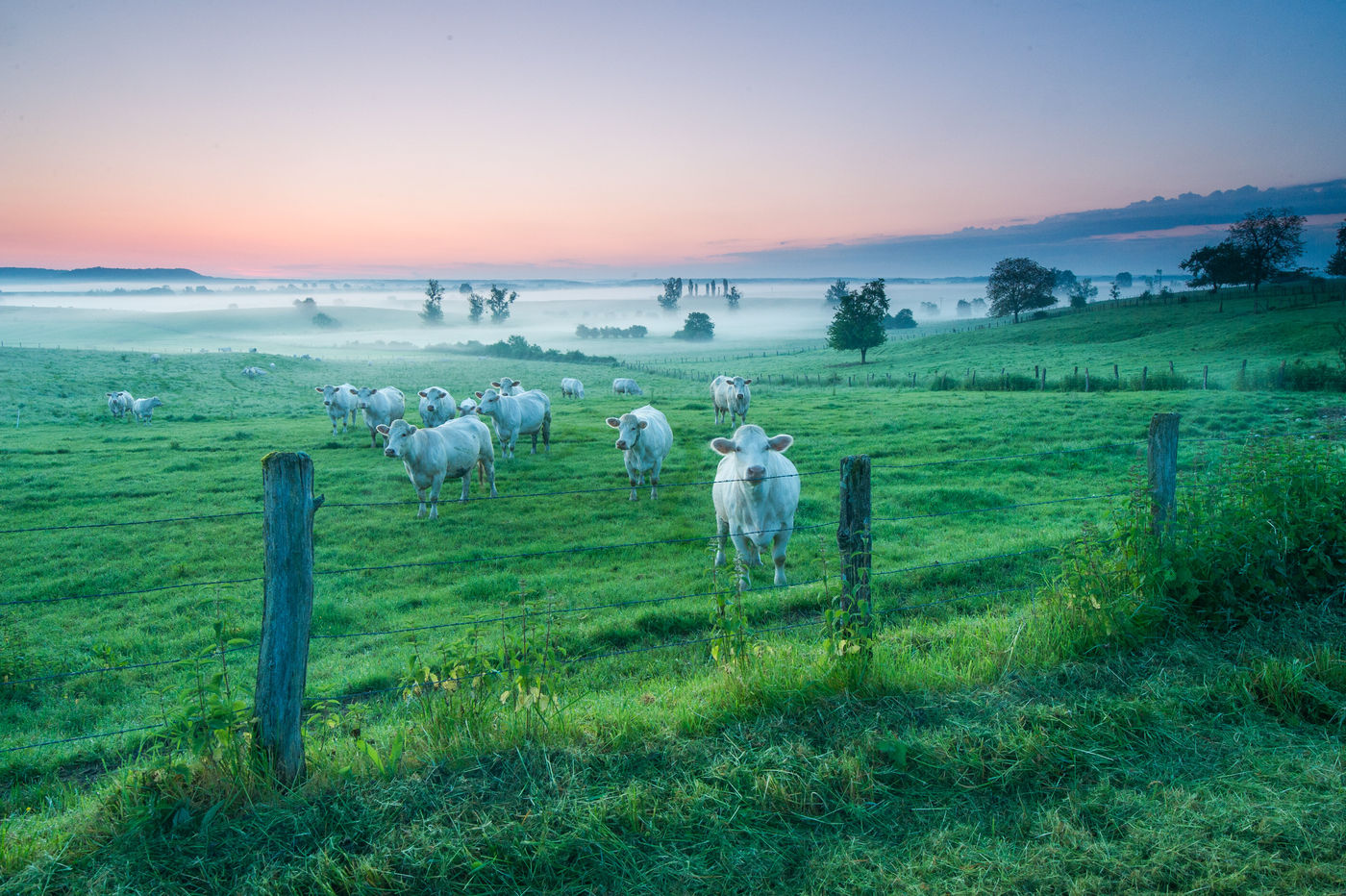 Runderen in het landschap op een mistige ochtend. © Billy Herman