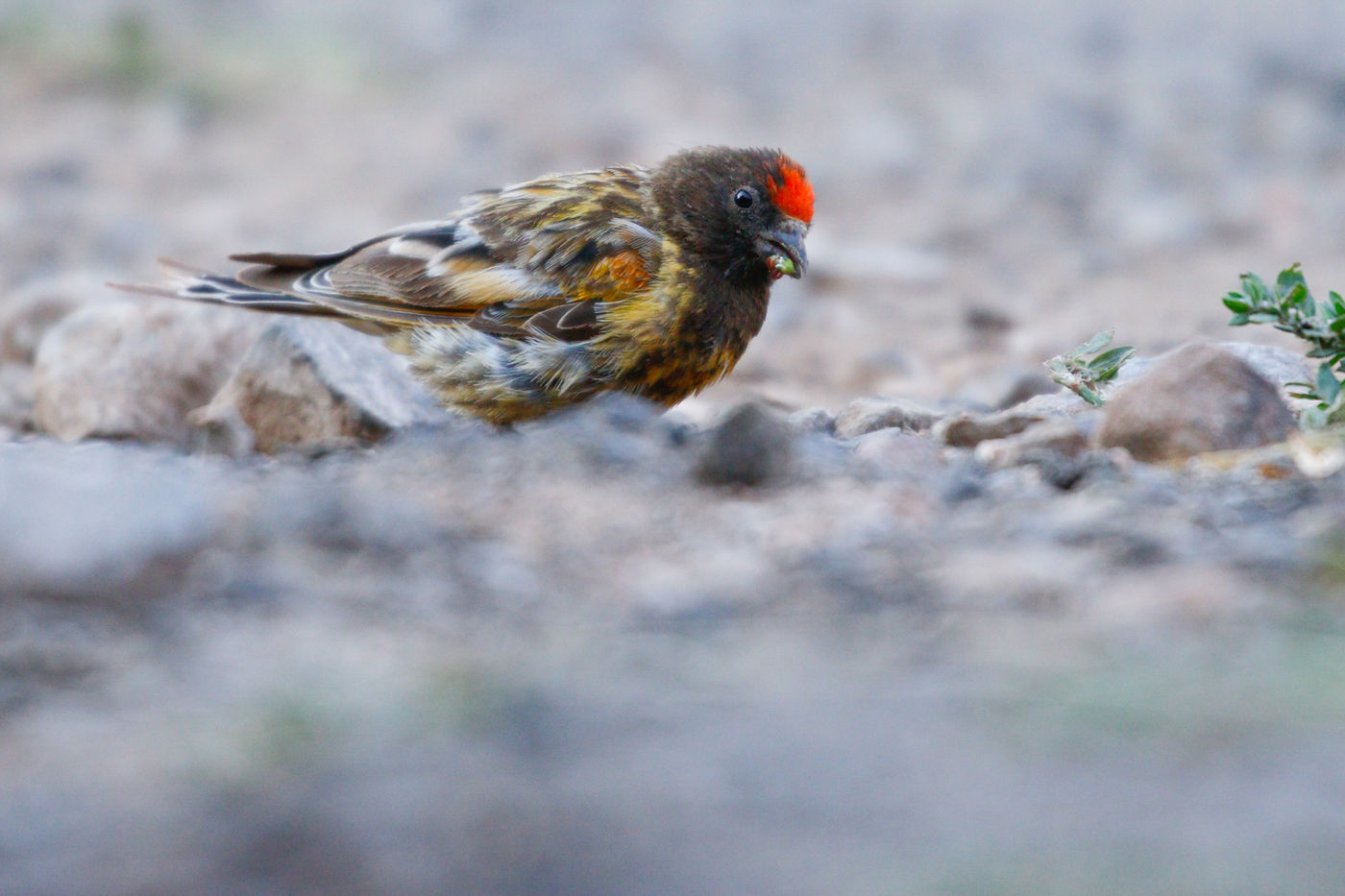 Roodvoorhoofdkanaries hebben naast een bijzonder lange naam ook een erg aparte verschijning. © Noé Terorde