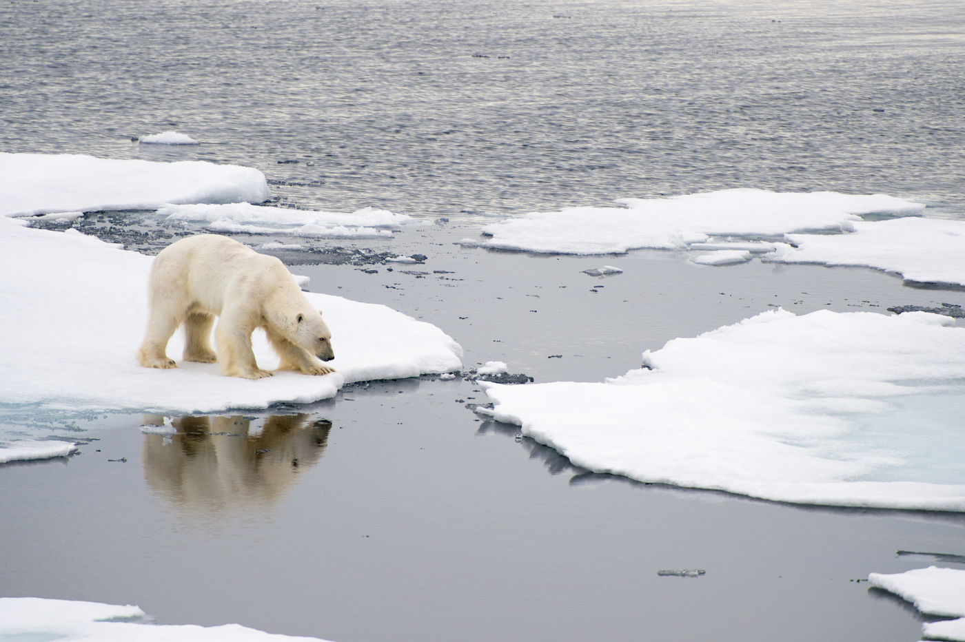 Het water in, of toch maar niet? © Oceanwide Expeditions