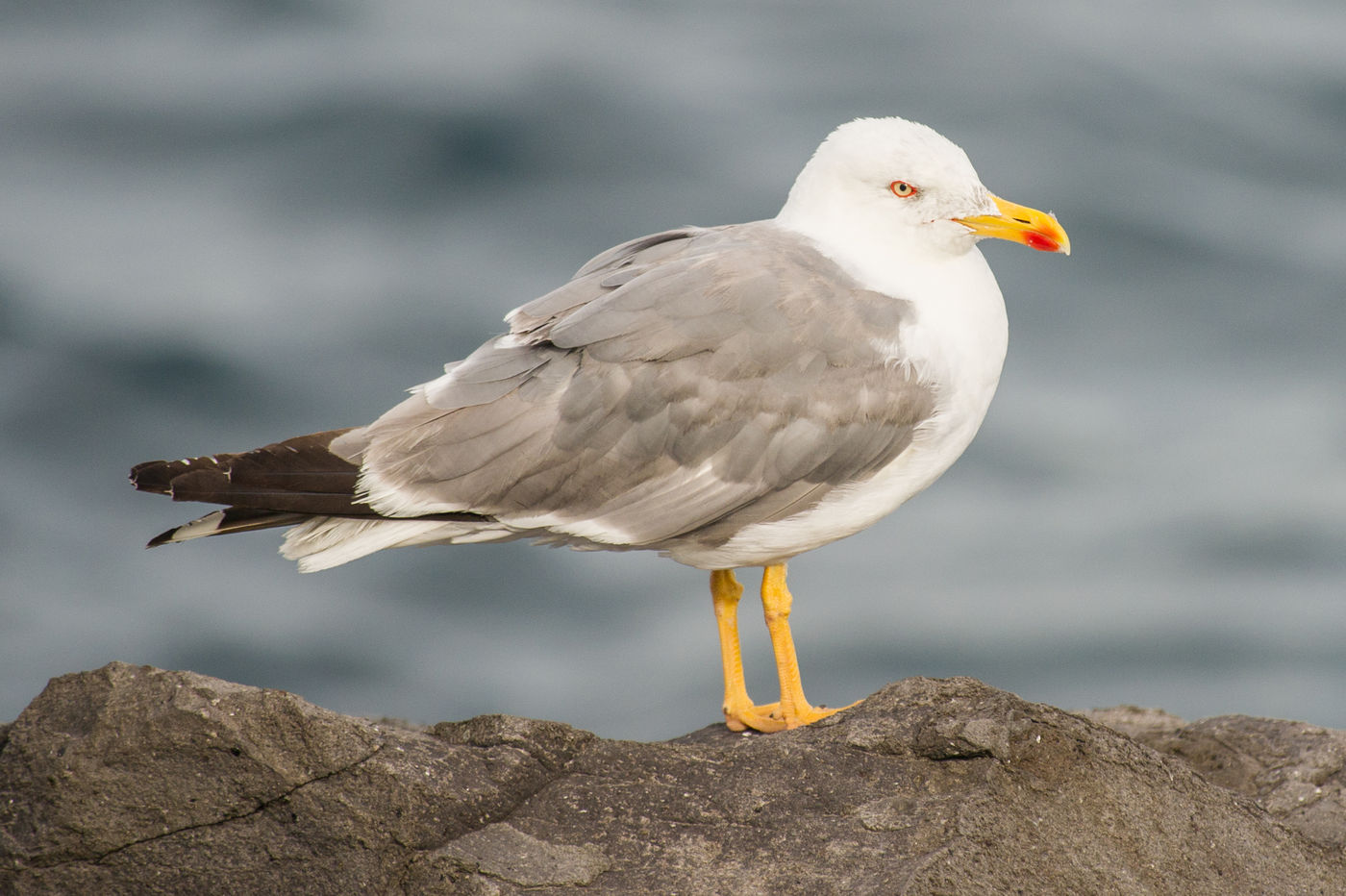 De Atlantische geelpootmeeuw, een ondersoort en slechts weinig opvallend in de zomer, maar in de winter met een kenmerkend donkere kopkap. © Billy Herman