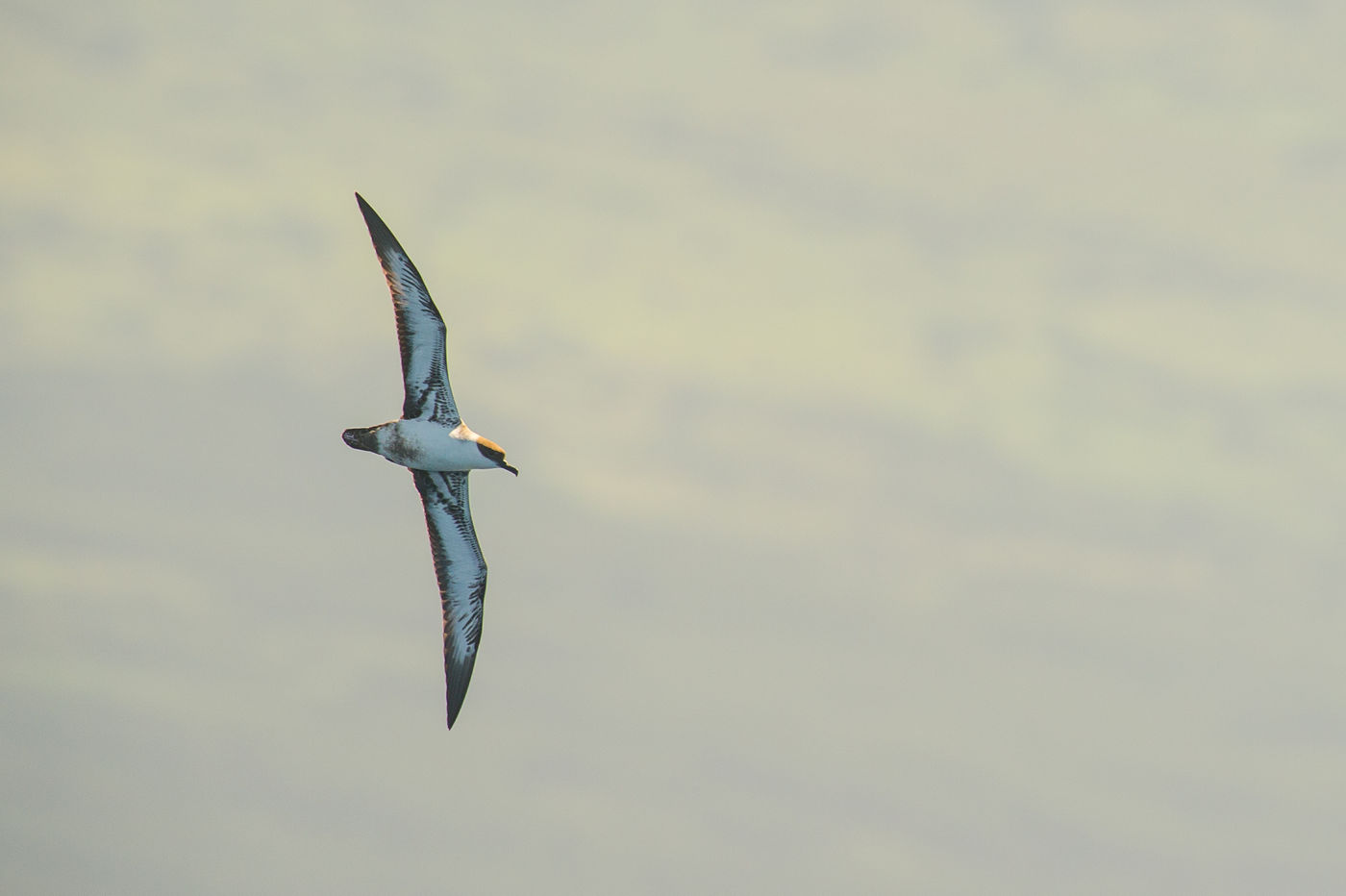 Een grote pijlstormvogel scheert langs. © Billy Herman